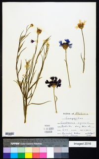 Centaurea cyanus image