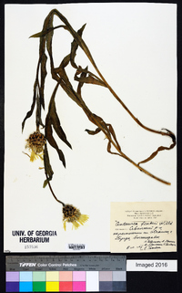 Centaurea cheiranthifolia subsp. cheiranthifolius image
