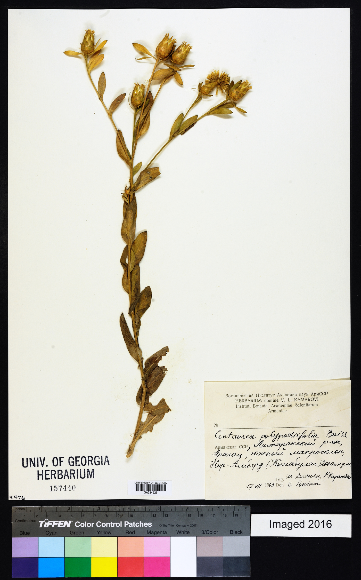 Centaurea polypodiifolia image