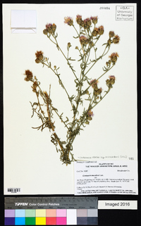 Centaurea stoebe subsp. micranthos image