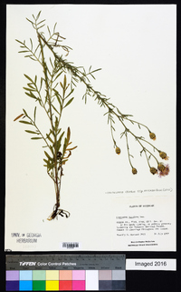 Centaurea stoebe subsp. micranthos image