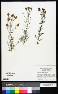 Centaurea stoebe subsp. micranthos image