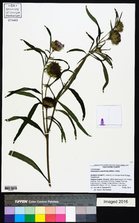 Vernonia galamensis image