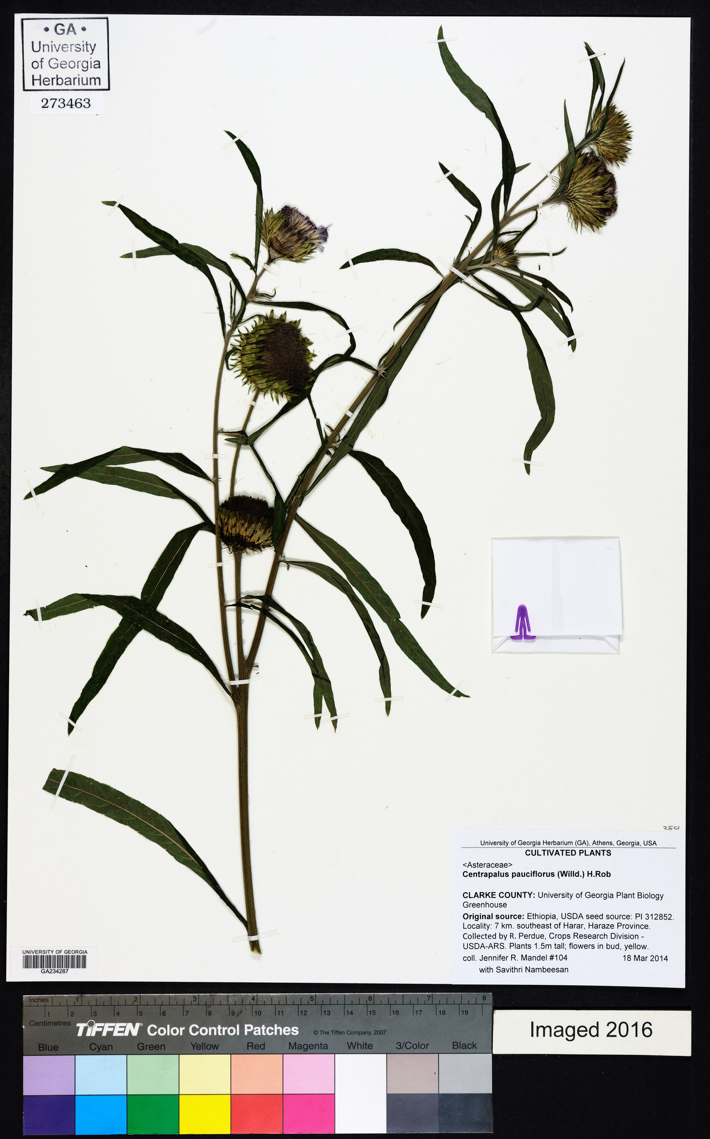 Vernonia galamensis subsp. galamensis image