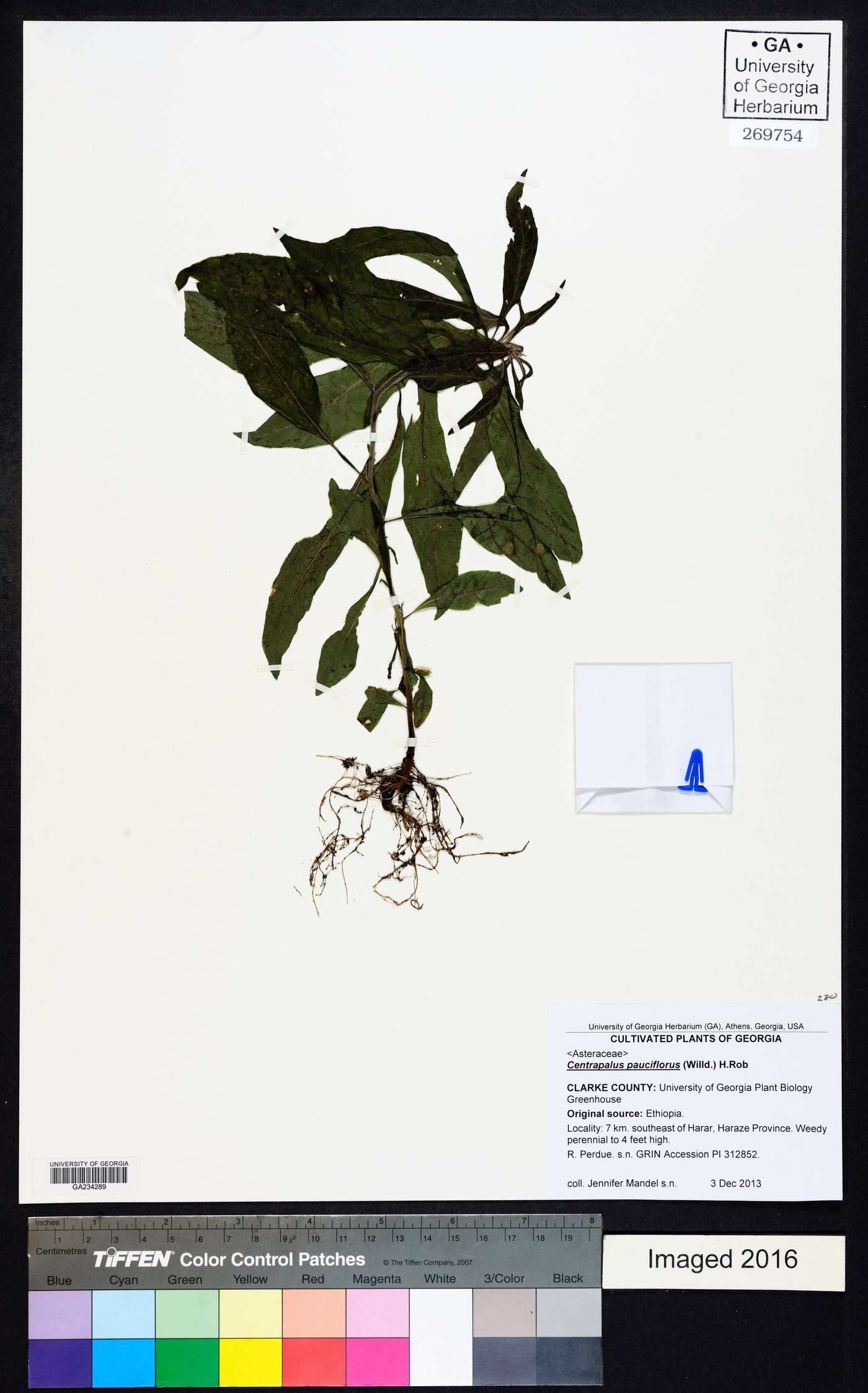 Vernonia galamensis image