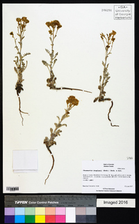 Chaenactis douglasii image