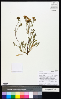 Chaenactis douglasii var. douglasii image