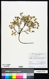 Chaenactis evermannii image