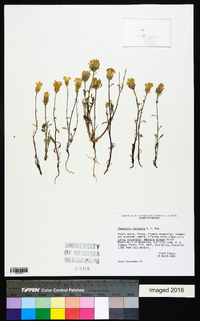 Chaenactis macrantha image