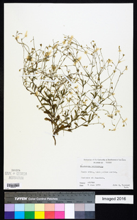 Chaetopappa bellidifolia image