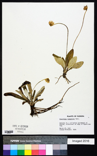 Chaptalia tomentosa image