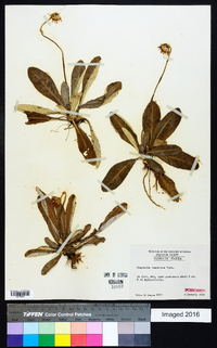 Chaptalia tomentosa image