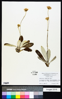 Chaptalia tomentosa image