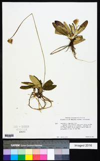 Chaptalia tomentosa image