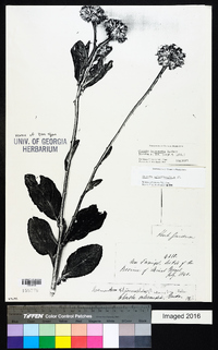 Chresta sphaerocephala image