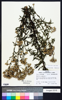 Chromolaena ivifolia image