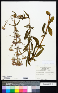 Chromolaena ivifolia image