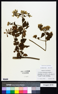 Chromolaena odorata image