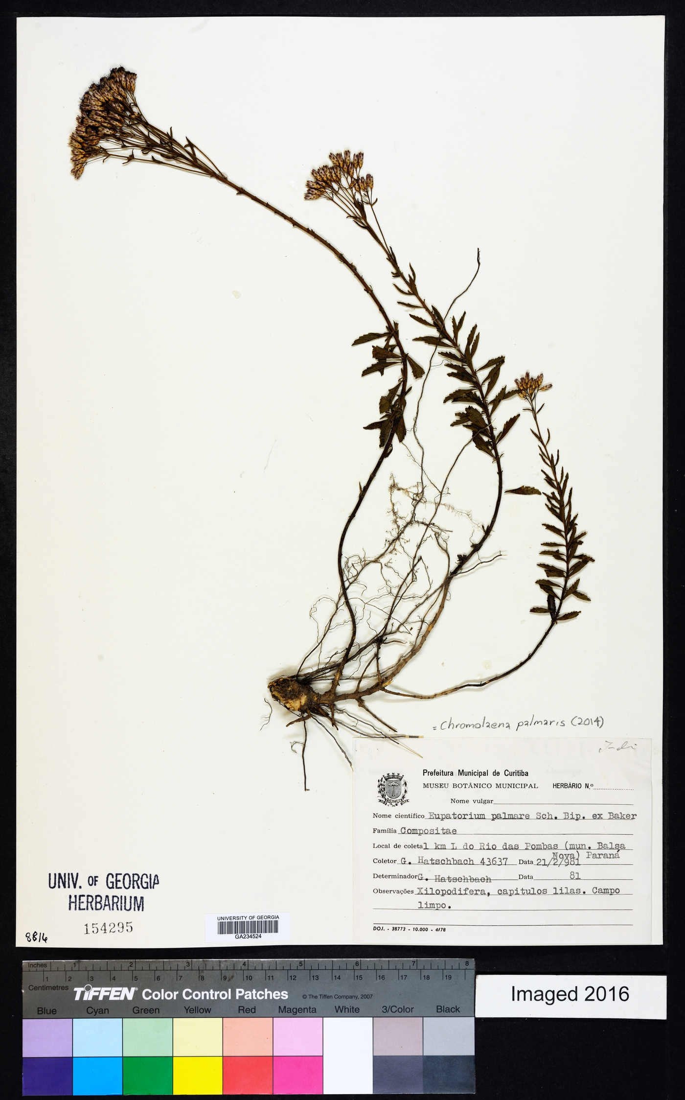 Chromolaena palmaris image