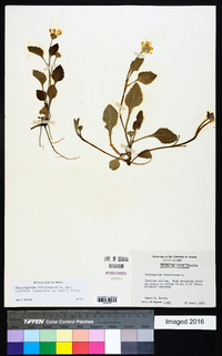 Chrysogonum virginianum image