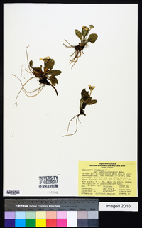 Chrysogonum virginianum image