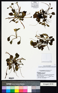 Chrysogonum virginianum image