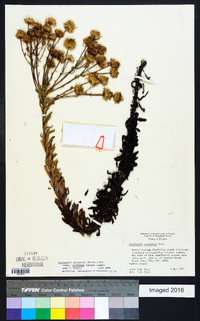 Chrysopsis gossypina subsp. cruiseana image