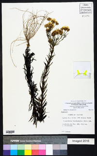 Chrysopsis gossypina subsp. gossypina image