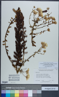 Chrysopsis gossypina image