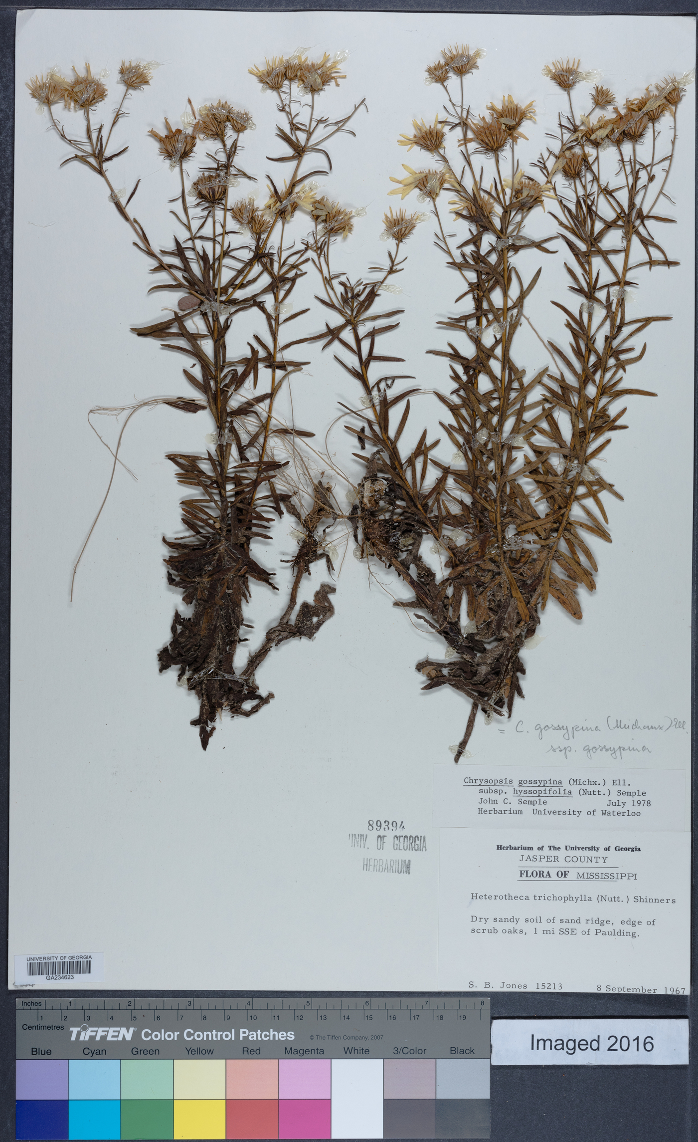 Chrysopsis gossypina subsp. gossypina image