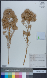 Ericameria nauseosa var. graveolens image