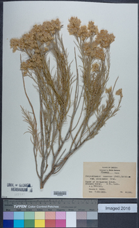 Ericameria nauseosa var. nauseosa image