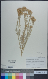 Ericameria nauseosa var. hololeuca image