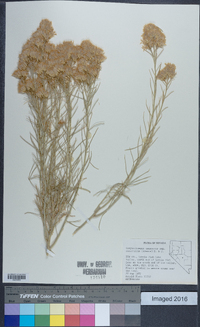 Ericameria nauseosa var. oreophila image