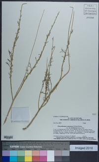 Ericameria nauseosa var. hololeuca image