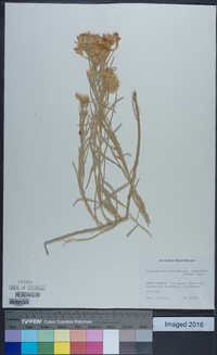 Ericameria nauseosa var. hololeuca image