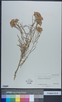 Ericameria nauseosa var. graveolens image