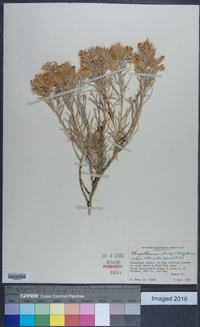 Ericameria parryi var. attenuata image