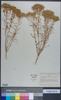 Chrysothamnus viscidiflorus var. viscidiflorus image