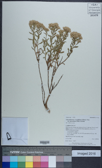 Chrysothamnus viscidiflorus subsp. lanceolatus image