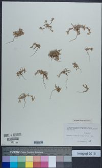 Media resource of Chthonocephalus pseudevax