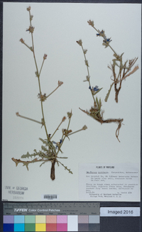 Cichorium intybus image