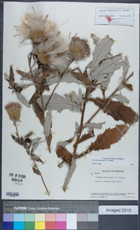 Cirsium altissimum image