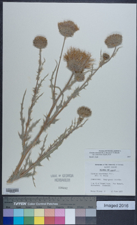 Cirsium cymosum var. canovirens image