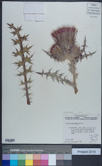 Cirsium horridulum image