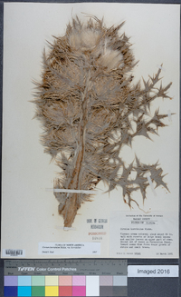 Cirsium horridulum image