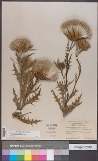 Cirsium horridulum image