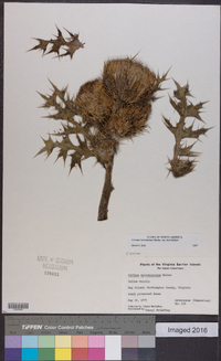 Cirsium horridulum var. horridulum image