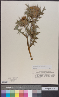 Cirsium horridulum var. horridulum image