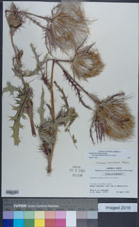 Cirsium horridulum image